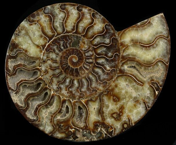 Cut Ammonite Fossil (Half) - Agatized #37153